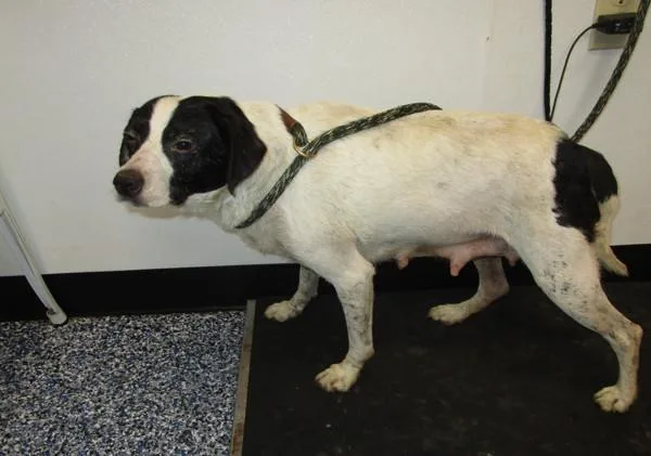 An adult medium-sized female Hound dog named Rhea for adoption in Nicholasville, KY