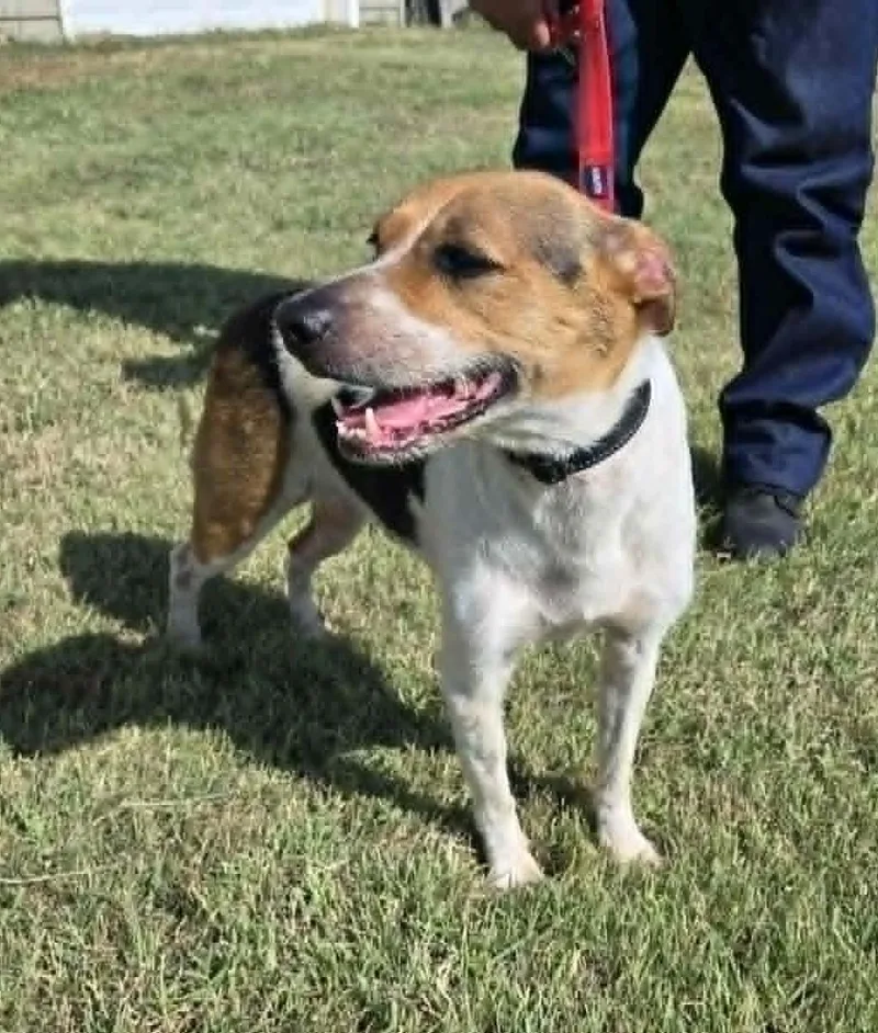 Benji