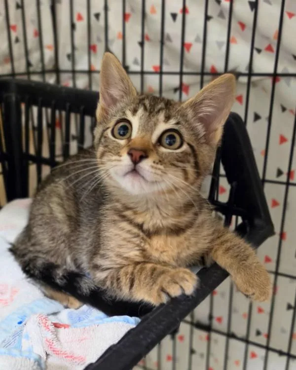 A baby small-sized female Domestic Short Hair cat named Danish for adoption in Novato, CA