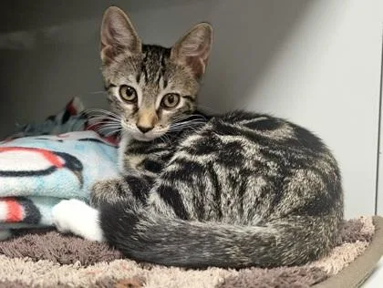 A young small-sized male Domestic Short Hair cat named Sporty for adoption in Phoenix, AZ