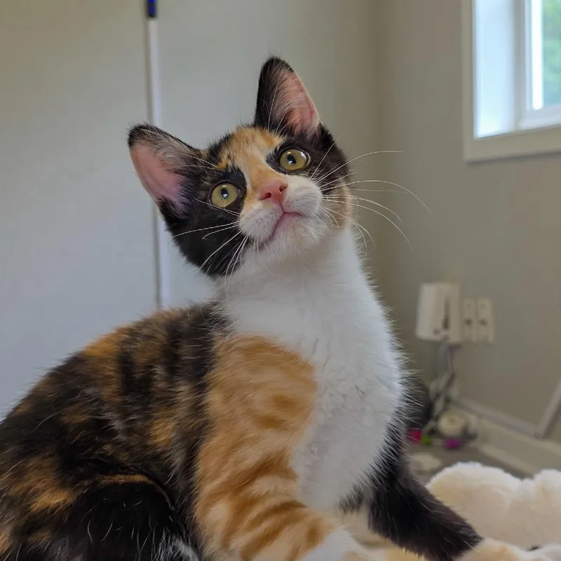 A baby small-sized female Calico Domestic Short Hair cat named Harriet for adoption in Fort Wayne, IN