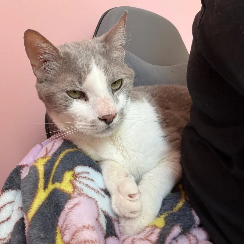 A senior small-sized male Gray / Blue / Silver Domestic Short Hair cat named Goose for adoption in Brownsboro, AL