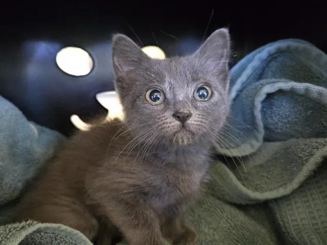 A baby small-sized female Domestic Short Hair cat named Gina Carano for adoption in Auburn, CA
