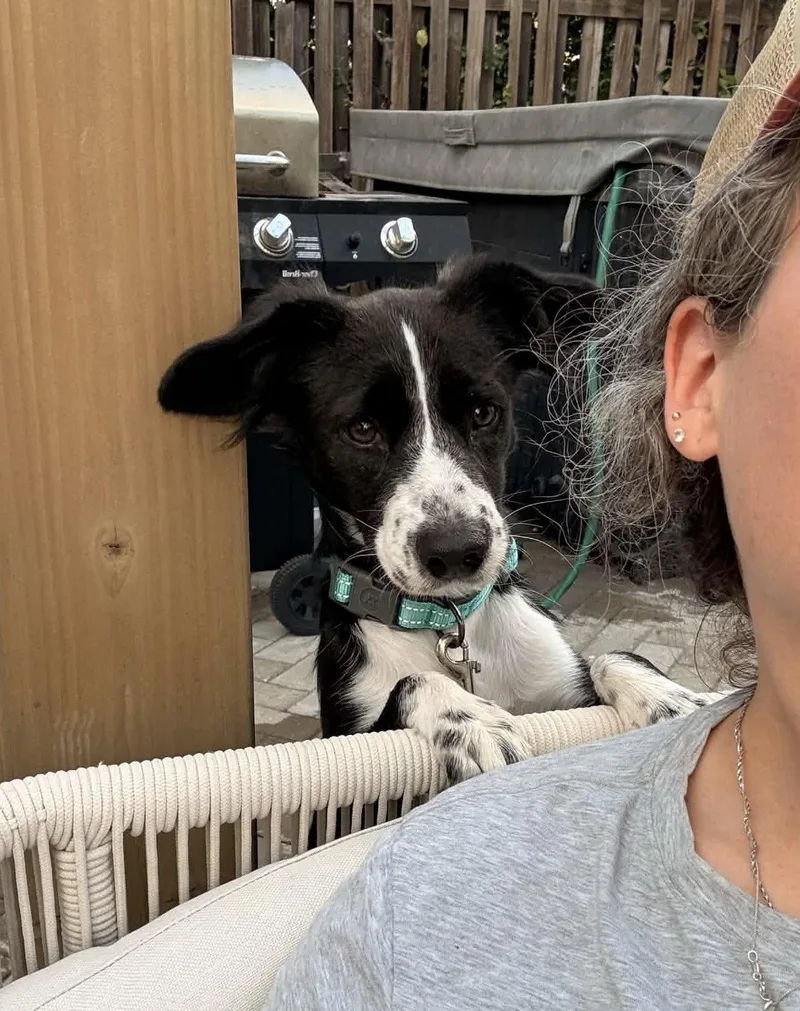 A young medium-sized female Australian Shepherd dog named Callie for adoption in Denver, CO