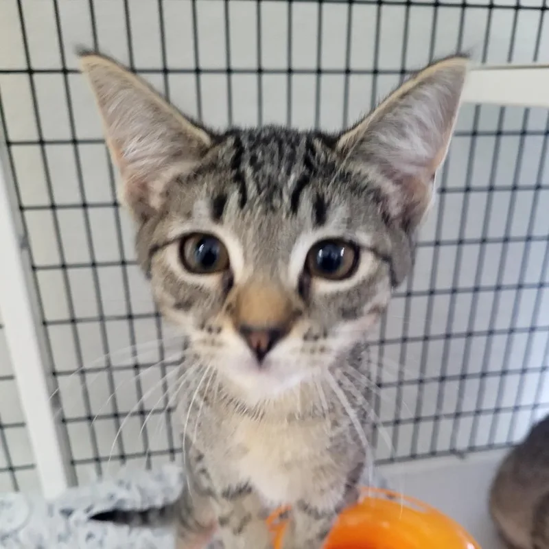 A baby small-sized female Domestic Short Hair cat named Holly for adoption in Allyn, WA