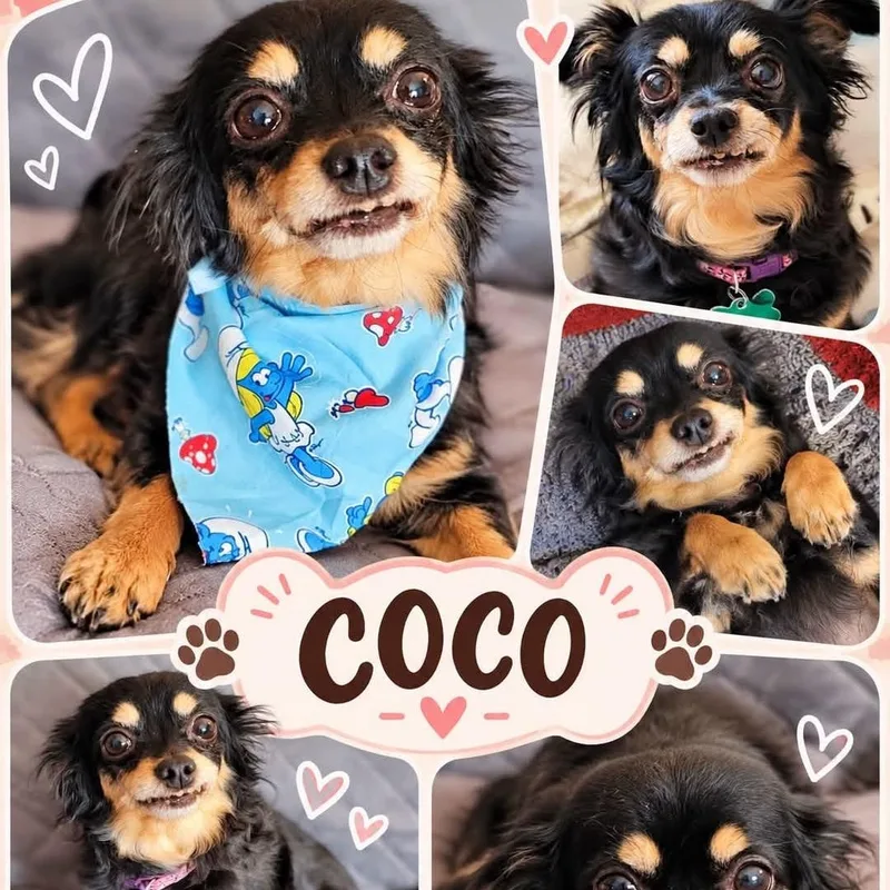 A senior small-sized female Chihuahua dog named Coco for adoption in Clovis, CA