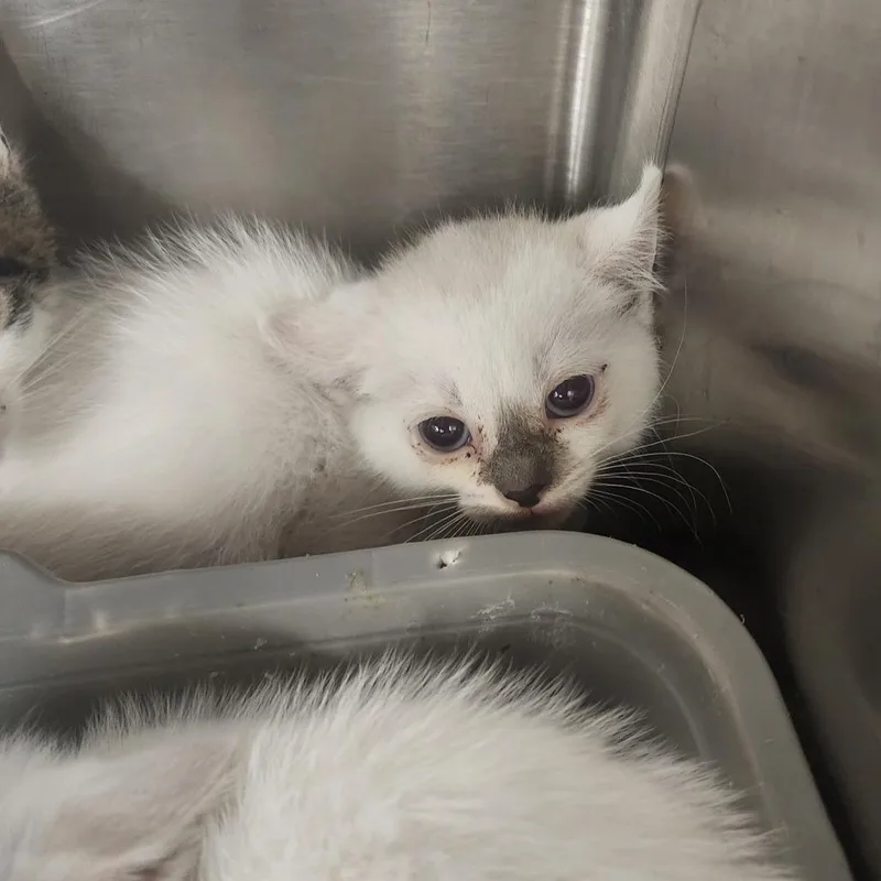 A baby small-sized female White Domestic Short Hair cat named Esme for adoption in Evensville, TN