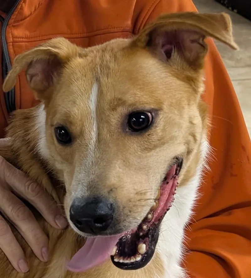 Brewster thumbnail 2