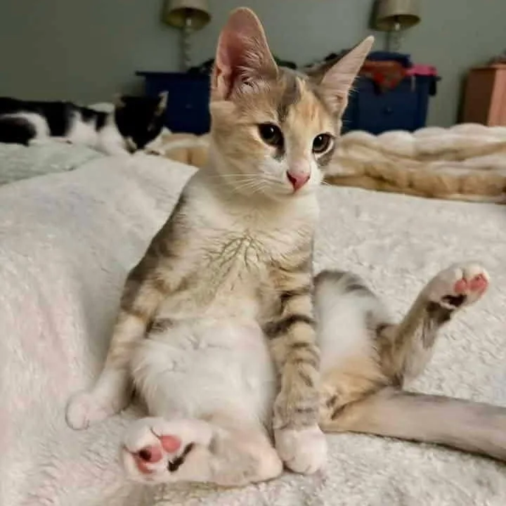 A baby medium-sized female Calico Domestic Short Hair cat named Frieda for adoption in Greensboro, NC