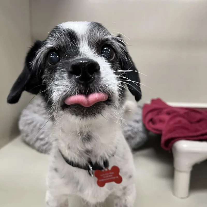 A senior small-sized male Terrier dog named Henson for adoption in Las Vegas, NV
