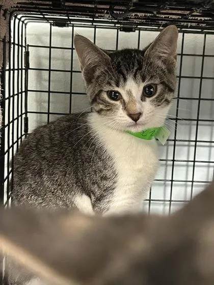 A baby small-sized female Domestic Short Hair cat named Miso for adoption in Largo, FL