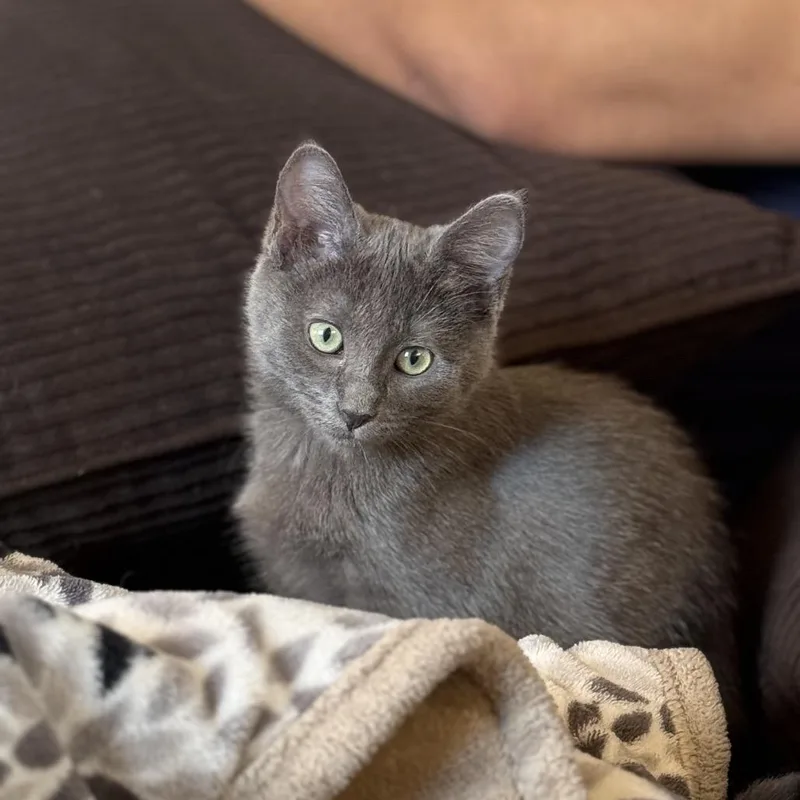 A baby small-sized female Gray / Blue / Silver Domestic Short Hair cat named Pele for adoption in Spokane, WA