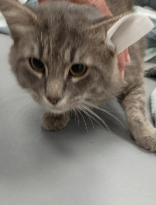 A young medium-sized male Domestic Medium Hair cat named Hank Williams for adoption in Hartsville, SC