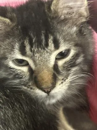 A baby medium-sized female Domestic Long Hair cat named Rhea for adoption in Picayune, MS