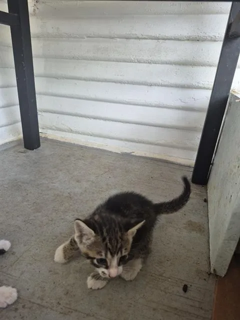 A baby small-sized male Domestic Short Hair cat named Chip for adoption in San Antonio, TX