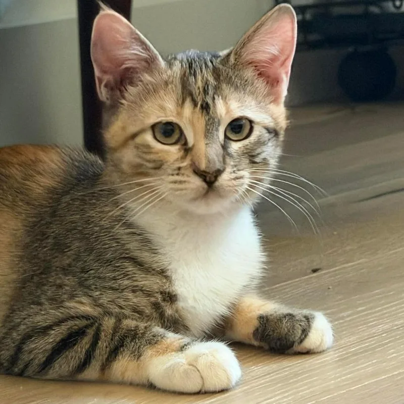 A baby small-sized female Torbie Domestic Short Hair cat named Amara for adoption in Sunnyvale, CA