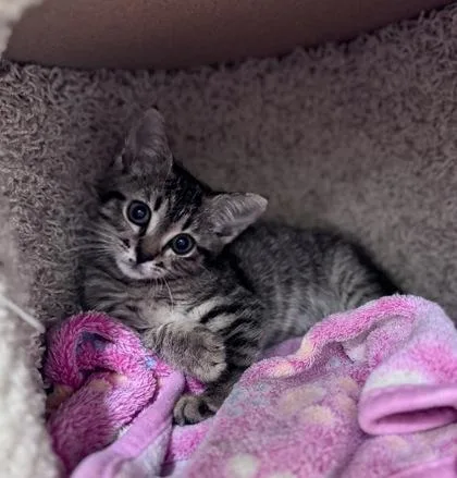 A baby small-sized female Tabby (Gray / Blue / Silver) Tabby cat named Landy at PetSmart in for adoption in Bishop, GA