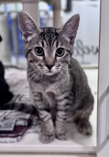 Landy at PetSmart in thumbnail 2