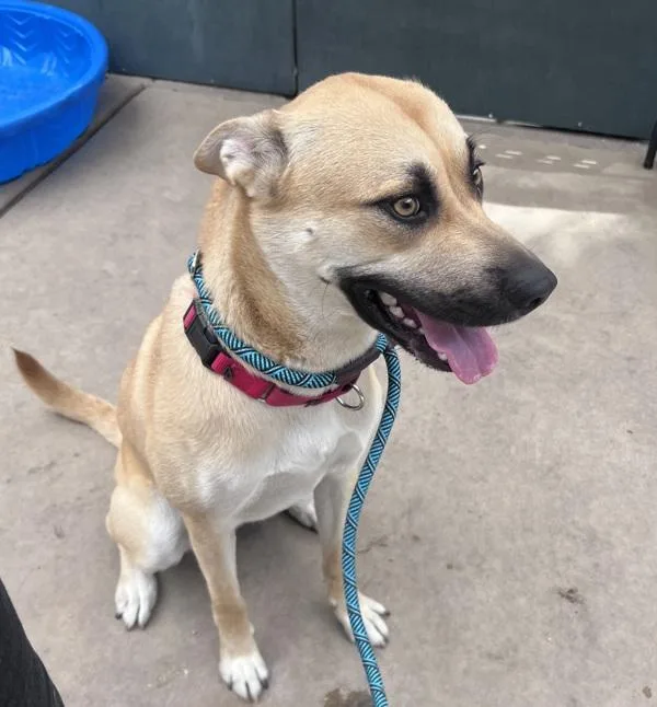 A young large-sized female Black Mouth Cur dog named Jill for adoption in San Diego, CA