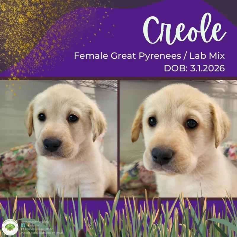 A baby large-sized female White / Cream Great Pyrenees dog named Creole for adoption in Pottstown, PA