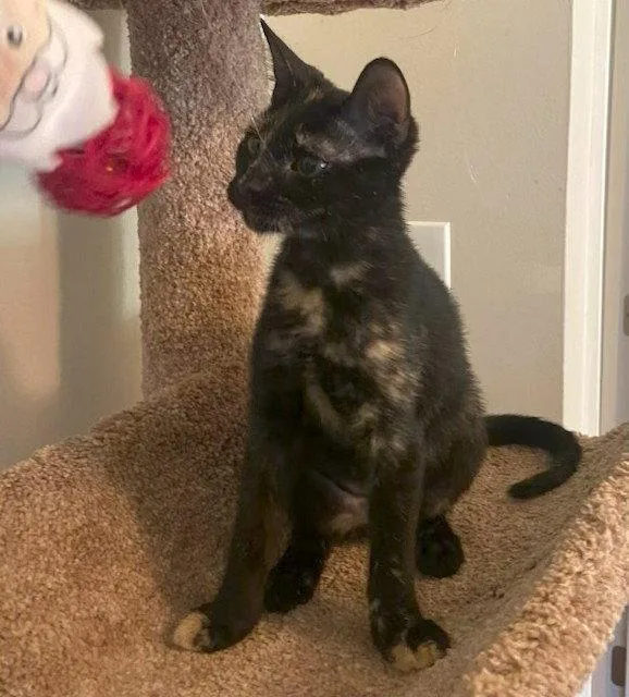 Sadie
