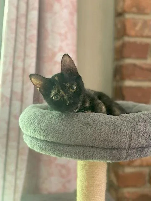 Sadie thumbnail 2