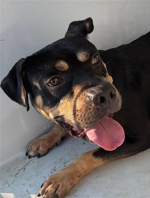 An adult medium-sized male Rottweiler dog named Riggs for adoption in Houston, TX