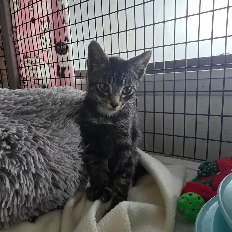 A baby small-sized male Domestic Short Hair cat named Quinn for adoption in Allyn, WA