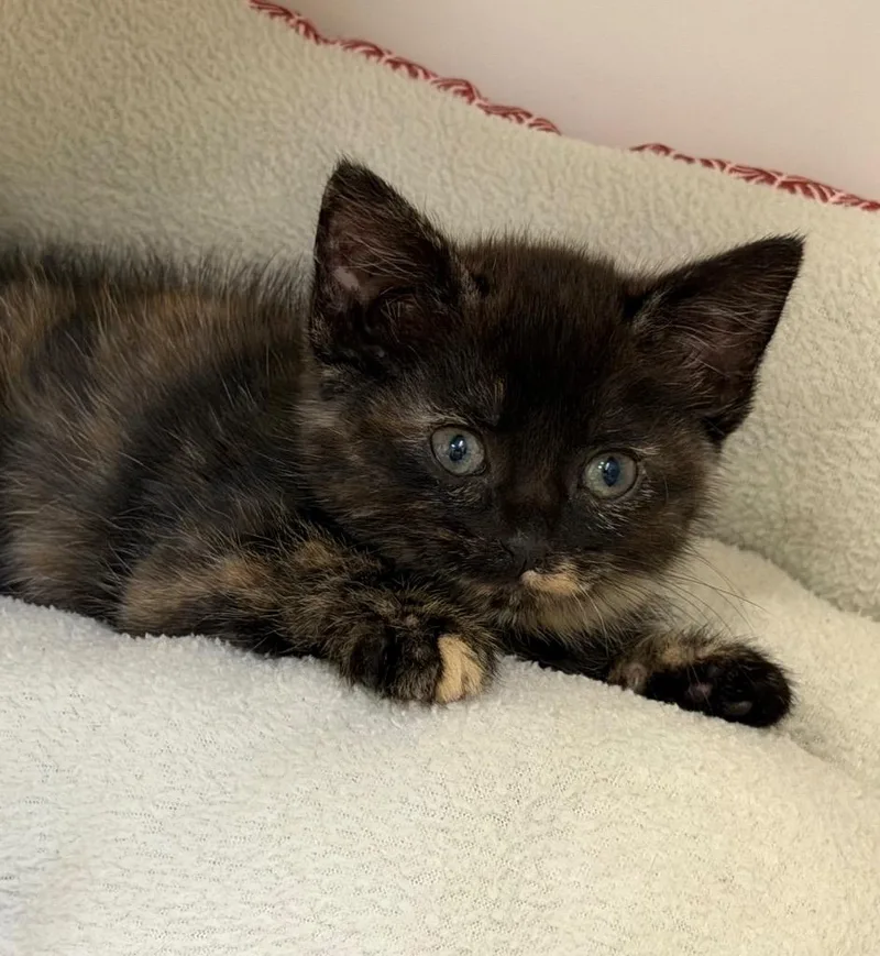 A baby medium-sized female Domestic Short Hair cat named Alex for adoption in Columbia, IL