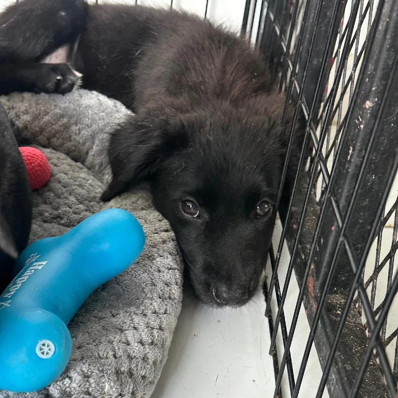 A young medium-sized male Mixed Breed dog named Keke for adoption in San Juan, PR