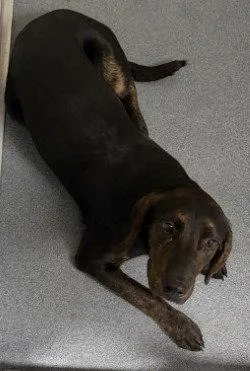 An adult large-sized male Hound dog named Da  Baxter for adoption in Glen Allen, VA