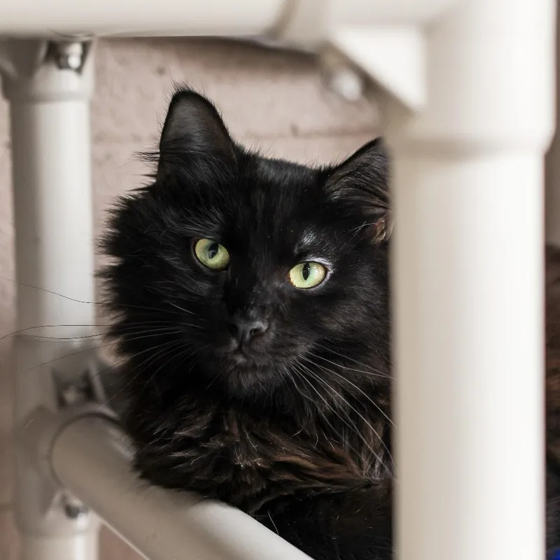 A young medium-sized female Black Domestic Medium Hair cat named Jamie for adoption in Los Angeles, CA