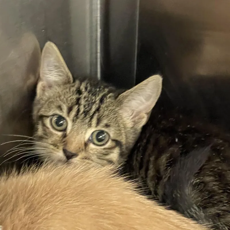 A baby small-sized male Gray / Blue / Silver Domestic Short Hair cat named Brody for adoption in Tulsa, OK