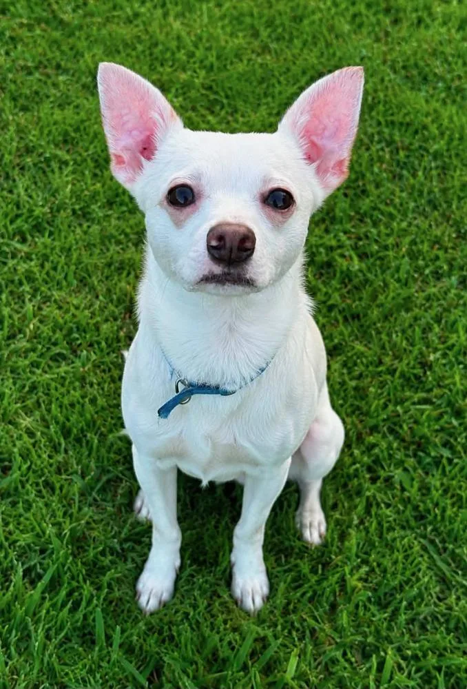 An adult small-sized male White / Cream Chihuahua dog named Jack Jack for adoption in TULSA, OK