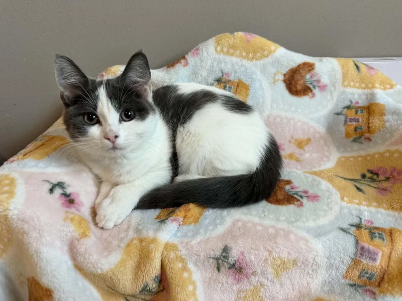 A baby medium-sized female Gray & White Domestic Short Hair cat named Lollipop for adoption in Omaha, NE