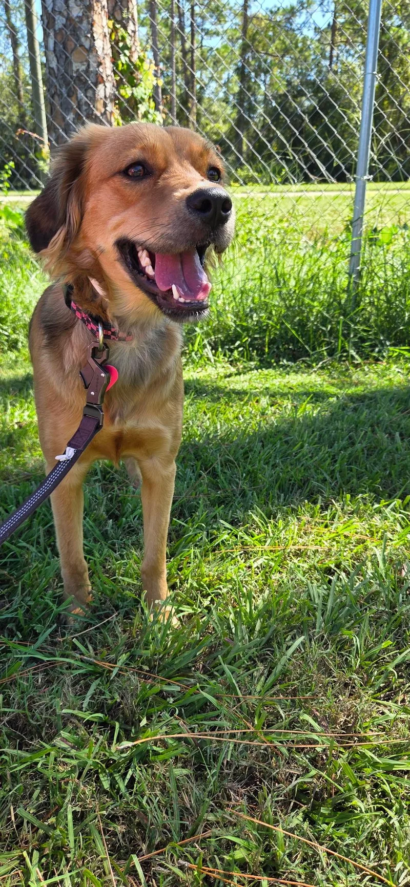 A young medium-sized female Golden Retriever dog named Nutmeg for adoption in Sebring, FL