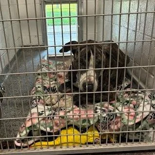 A senior large-sized male Brown / Chocolate Mixed Breed dog named Marmaduke for adoption in Jeffersonville, IN