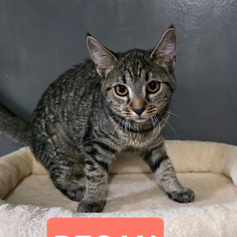 A baby small-sized female Brown / Chocolate Domestic Short Hair cat named Pecan for adoption in Abingdon, MD