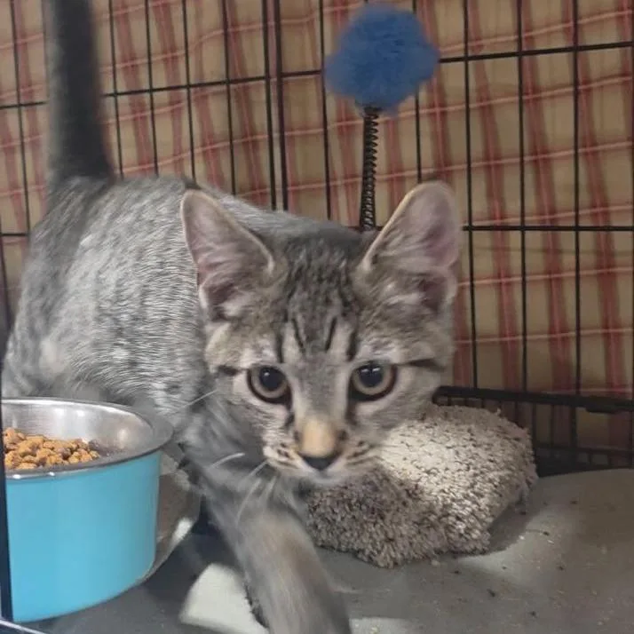 Pecan thumbnail 2