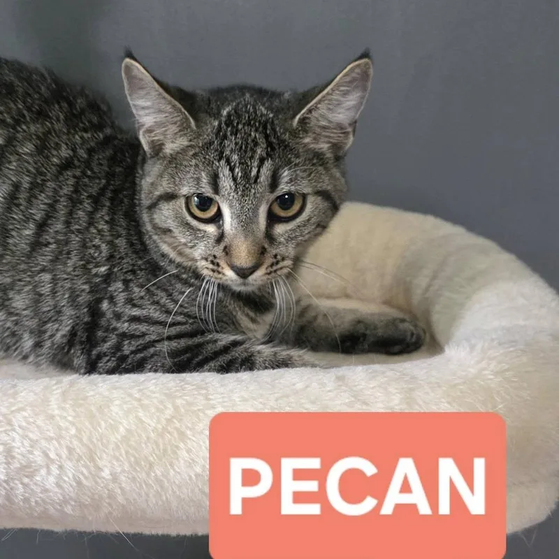 Pecan thumbnail 3
