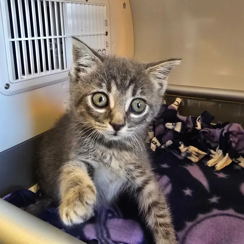 A baby small-sized female Gray / Blue / Silver Domestic Short Hair cat named Opal for adoption in Naples, FL