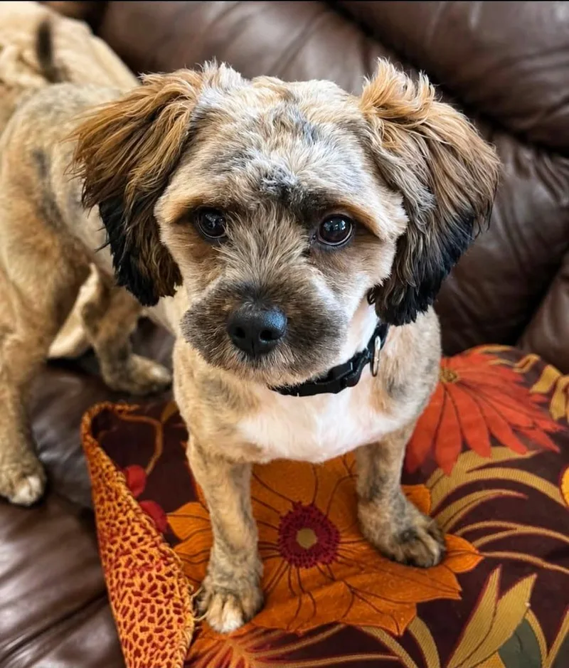 A baby medium-sized male Mixed Breed dog named Harry for adoption in Palm City, FL