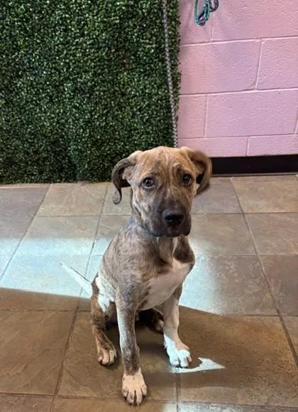 A baby medium-sized male Brown / Chocolate Boxer dog named 61120983 for adoption in El Paso, TX