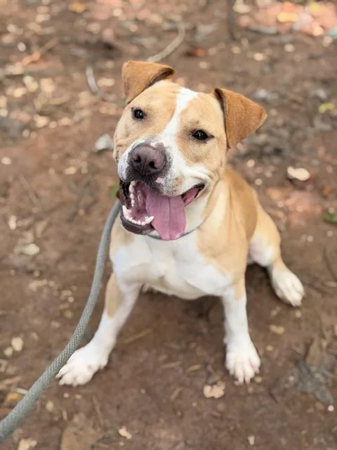 A young medium-sized male Mixed Breed dog named Latte for adoption in Charlotte, NC