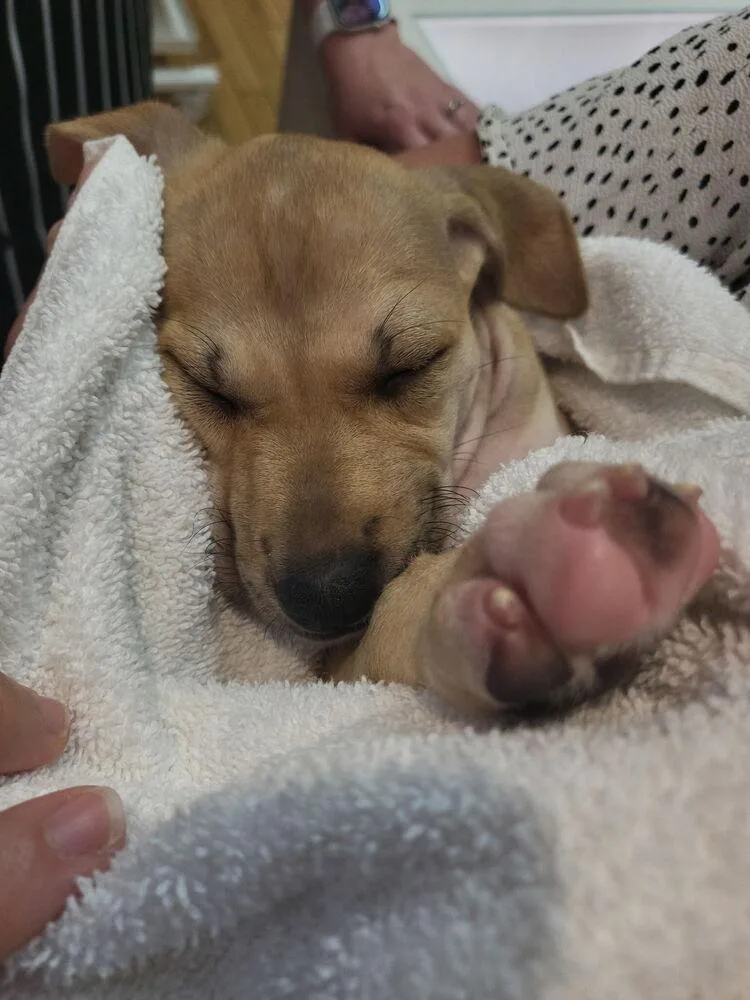 A baby small-sized female White / Cream Labrador Retriever dog named Casey Jean for adoption in Winter Garden, FL