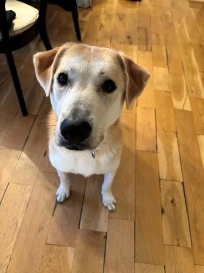 An adult large-sized female Yellow / Tan / Blond / Fawn Mixed Breed dog named Dandelion for adoption in Kansas City, MO