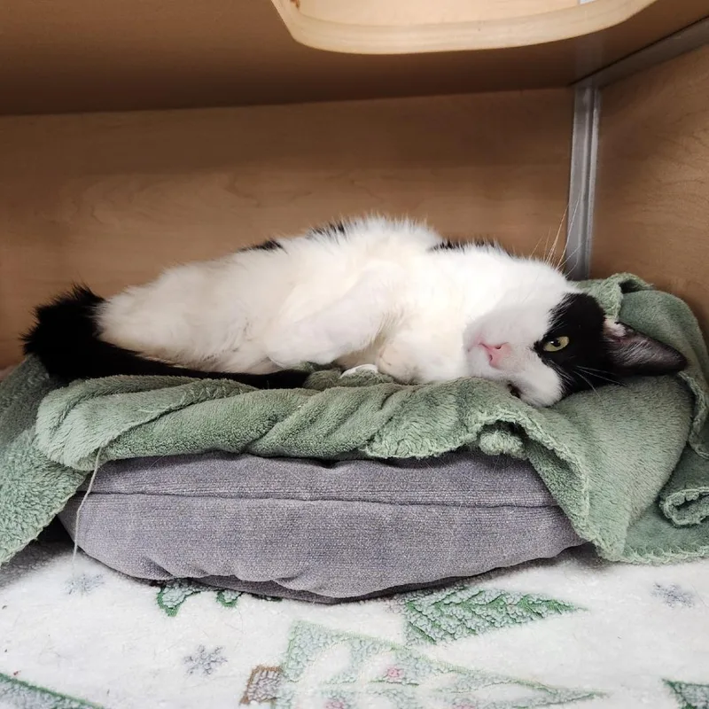 An adult large-sized female White Domestic Short Hair cat named Letty for adoption in Brookfield, WI