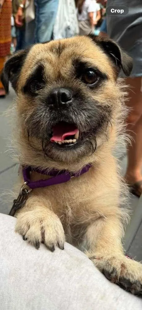 A young small-sized male Pug dog named Benny for adoption in Huntington, NY