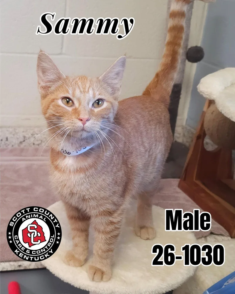 A young small-sized male Orange / Red Domestic Short Hair cat named Sammy for adoption in Georgetown, KY