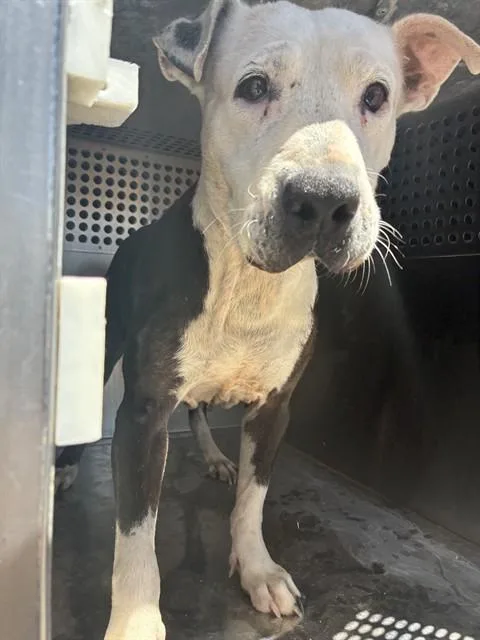 An adult large-sized female Pit Bull Terrier dog named Eleanor for adoption in Phoenix, AZ